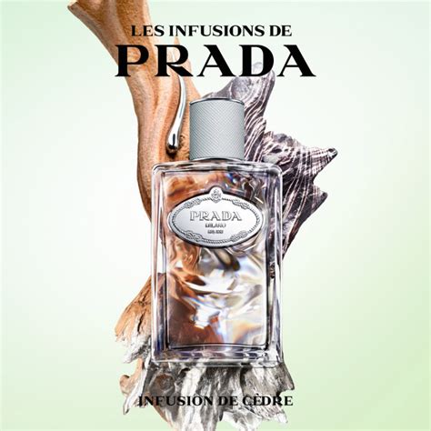 oeillet prada|prada infusion cedar.